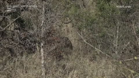 WildEarth - Nightfall Safari - 14 September 2023