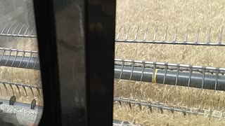 Idaho wheat combine harvester 3