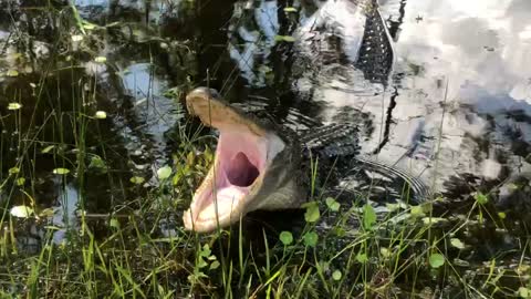 Alligator yawns. Look right down his throat.