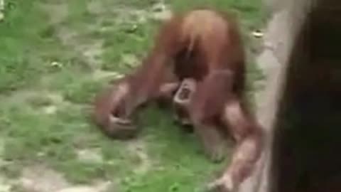 Monkey peeing on itself strangely