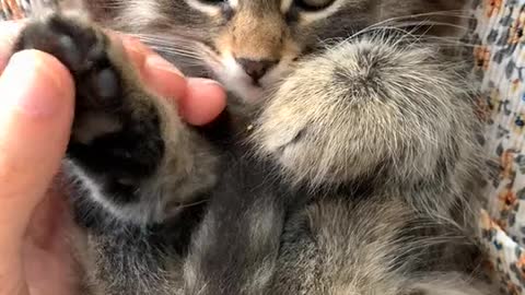 Massaging cute kitten
