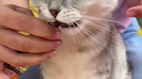 cats teeth