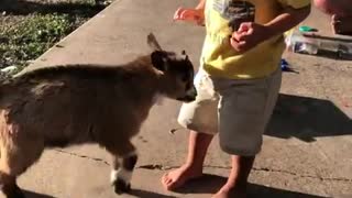 Playful baby goat headbutts confused toddler