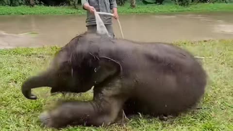 Do you know why elephants love to