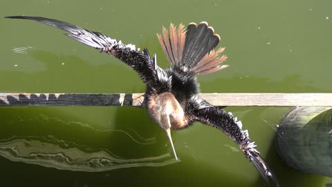 Anhinga drying up its feathers, top view