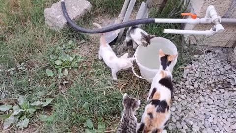 Little kittens are fighting. These cats are so funny