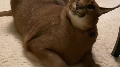 Puma Big cat caracal