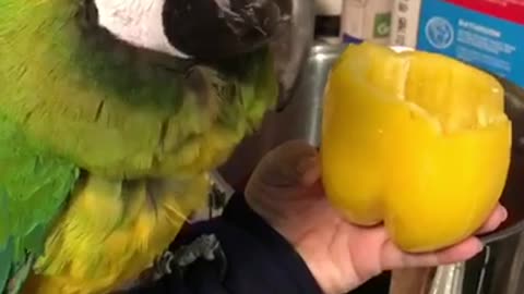 Trying to cook with a parrot
