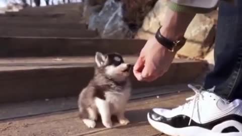 Funny Cute Husky Puppy Gentle Walk