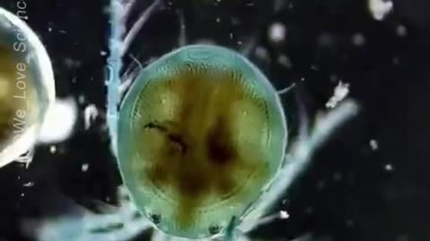 The Incredible Colors of Water Mites