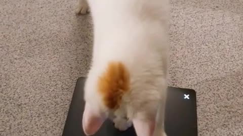 Play with your cat on a tablet
