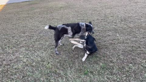 Dogs Play Fighting on the Farm