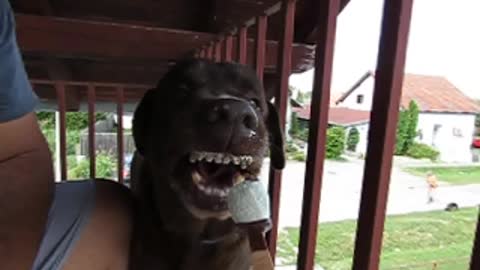 DOG EATING ICE CREAM IN SLOW MOTION