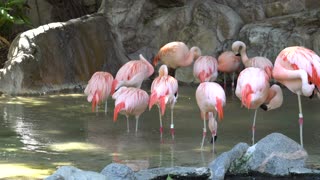 CatTV: Take your Cat to the LA Zoo - Flamingos