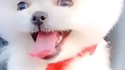 Top Funny Cute Dog Videos and TIKTOK Compilation #short