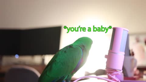 Bird Whispers Into Microphone for 5 Minutes Straight to cure your sadness with subtitles