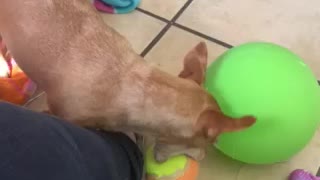 Lulu having a ball