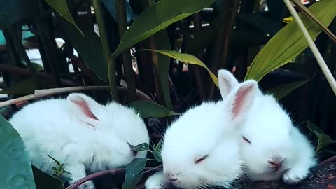 Rabbits Resting on pot with plants