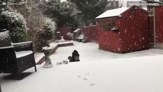 Tilluy, o cão que ama brincar na neve