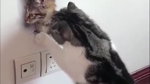 Funny animal videos | Cat confused when it saw a panting of another cat
