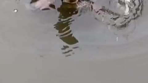 turtle swimming in the river hi turtle