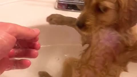 Cute Little Puppy Getting a Bath - This is my Hair Wet, WOAHHH!