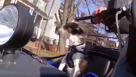 Dog cruises around in motorcycle