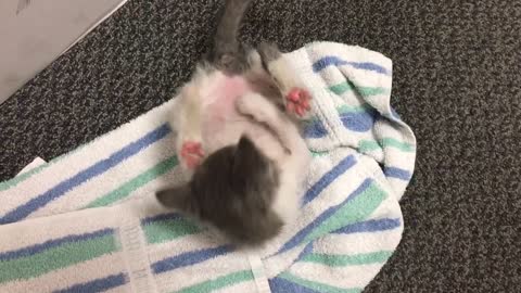 Tiny kitten discovers her toes!