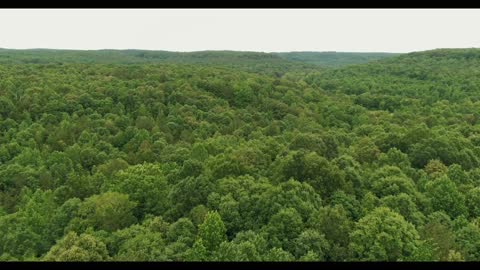 Aerial View Of a Forest.