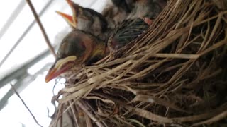 Baby birds waiting for momma to feed them, cute birdies