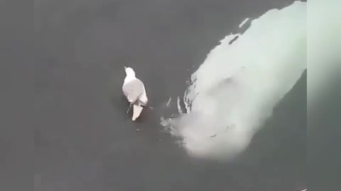 Ballena beluga es captada jugando con gaviota