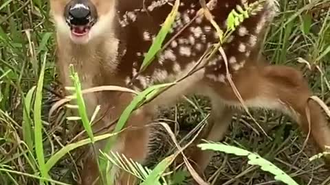 This little fawn calling for Mom