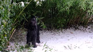 Giant Schnauzer Gardening