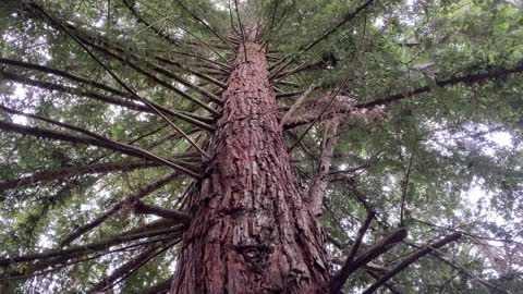 Redwood roots prove Intelligent design.