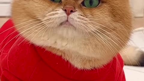 Funny cat videos #Pet #CutePet #Cat #cuteanimals