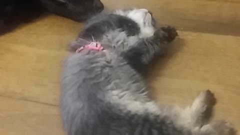 Small grey cat rolling around next to sleeping black dog