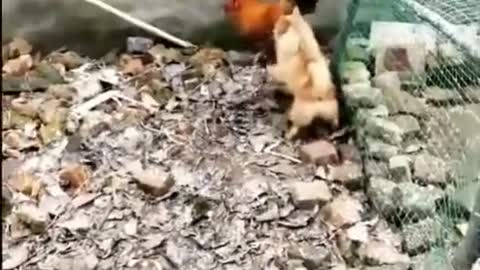 FUNNY DOG and CHICKEN FIGHT / Try not to Laugh