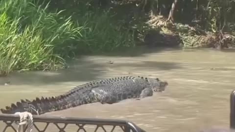 Filming a big saltwater crocodile