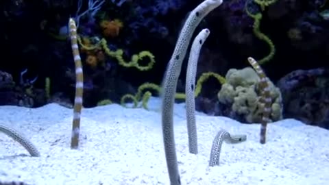 Garden eels! (Heteroconger).