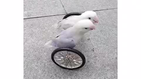 Clever twin bird