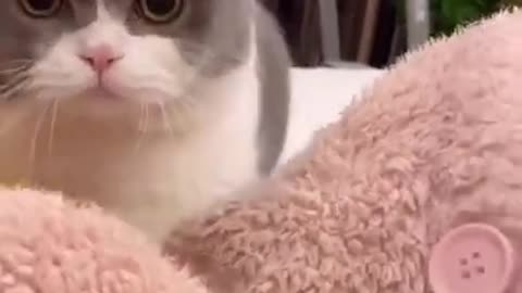 Funny Cat Kitten Meowing at home