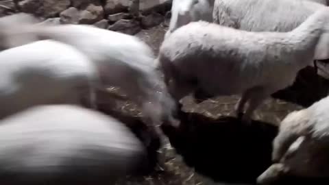 Sheep video