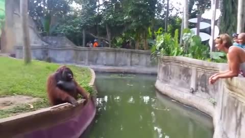 A_Man_Tosses_A_Treat_At_An_Orangutan_What_Happens_Next_Has_Everyone_Laughing_In_Disbelief