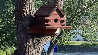 Squirrel comes out of the birdhouse!