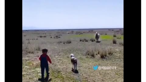 TOO DARN ADORABLE | A LITTLE KID REUNITES A LOST LAMB WITH IT’S MOTHER