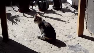 Cute Kitty Playing And Eating