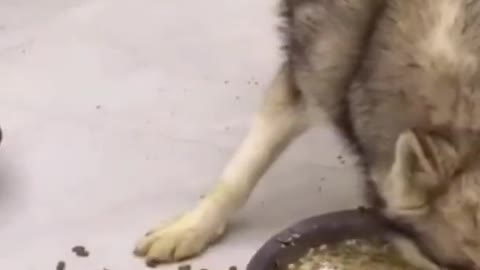 funny dog eating food so messy video