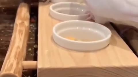 A group of cocktail birds eat eggs from the dishes in an amazing and fast way