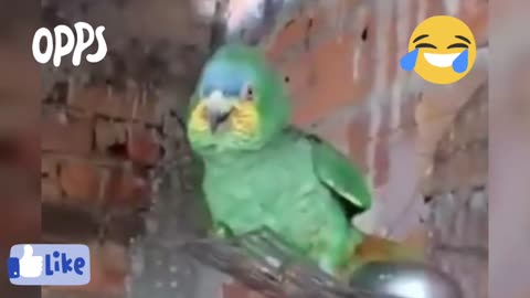 parrot imitates police siren kkkk