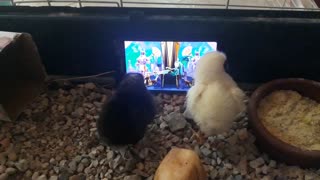 4 year old makes chicks happy by providing TV